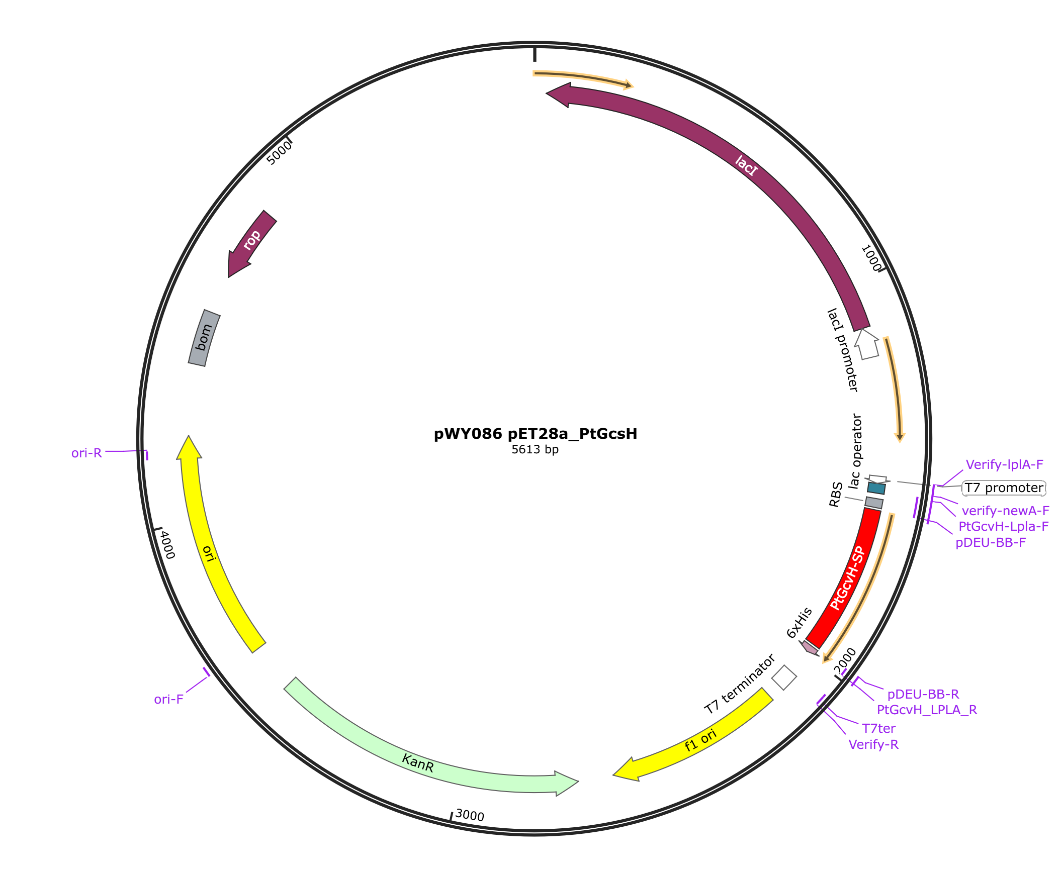 pWY086 pET28a_PtGcsH载体图谱.png